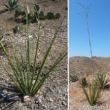 Hesperaloe funifera ©JC Fluet _9094.JPG